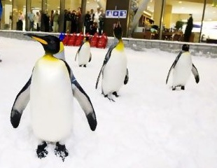 Penguin Encounter